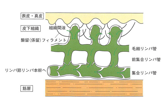 美容エステでいうリンパドレナージとの違い2